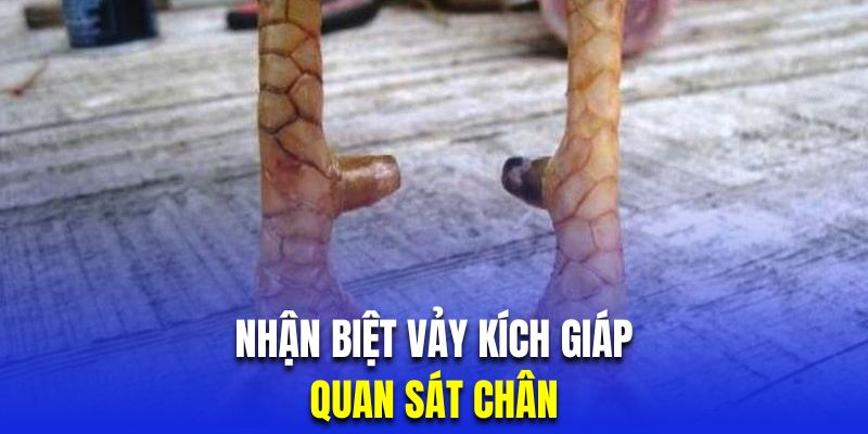 Người chơi có thể quan sát chân gà để nhận biết kích giáp